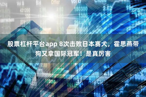 股票杠杆平台app 8次击败日本赛犬，霍思燕带狗又拿国际冠军！是真厉害