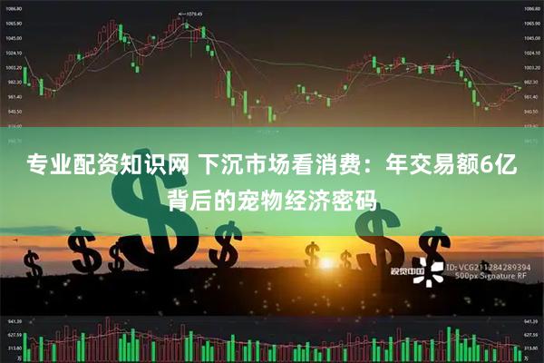 专业配资知识网 下沉市场看消费：年交易额6亿背后的宠物经济密码
